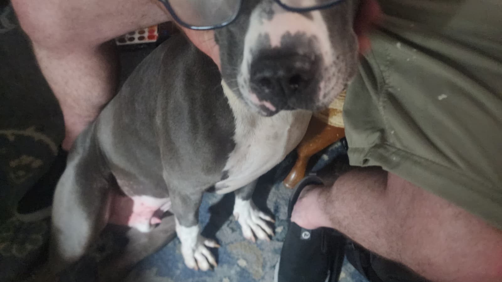 The Lick's Pet Rock Artist